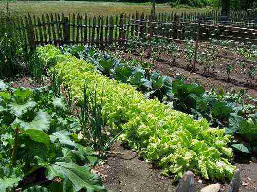 Affittare piccoli lotti di terreno agricolo a Dublino